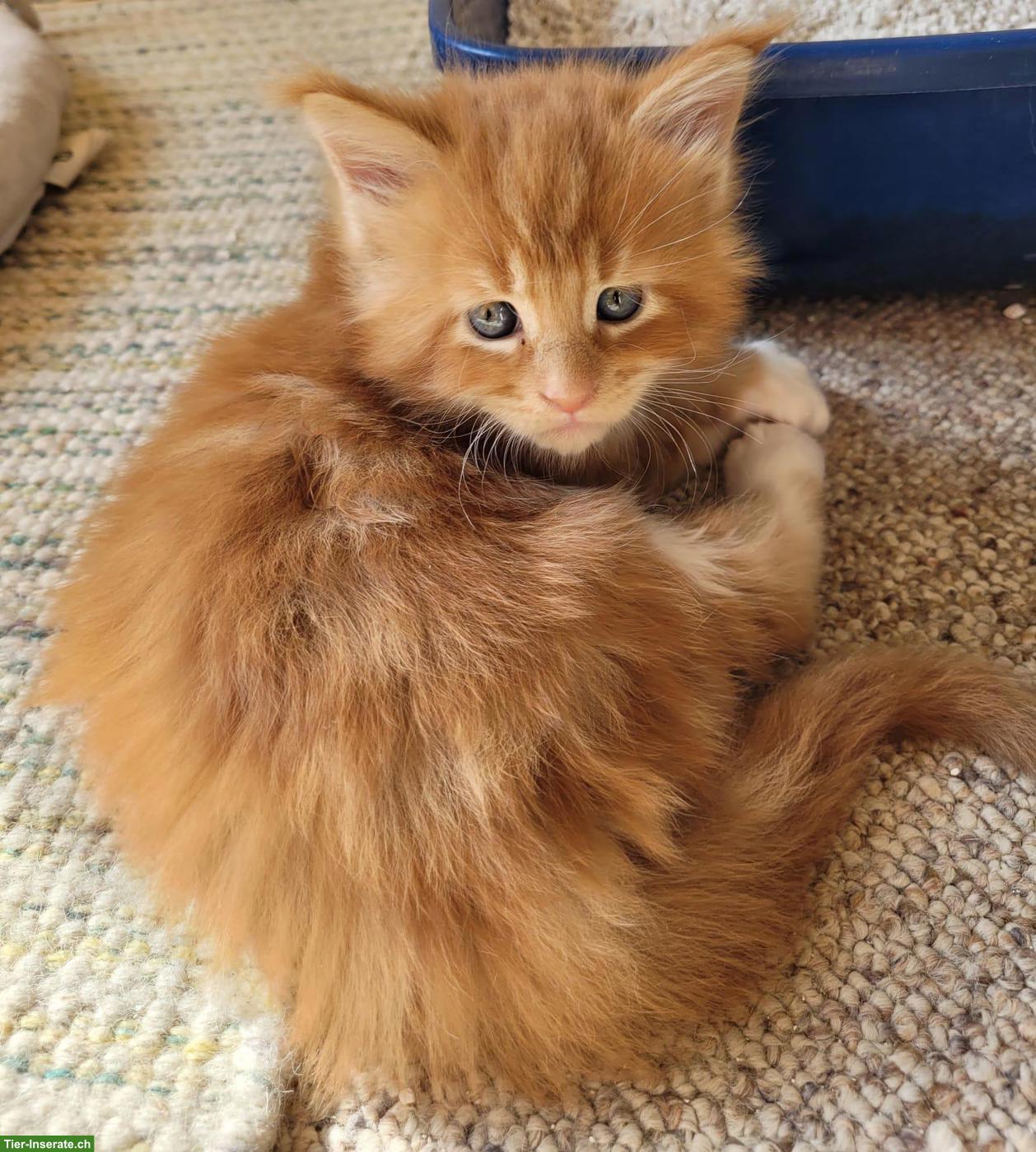 Bild 4: Maine Coon Kitten suchen ihr neues Zuhause