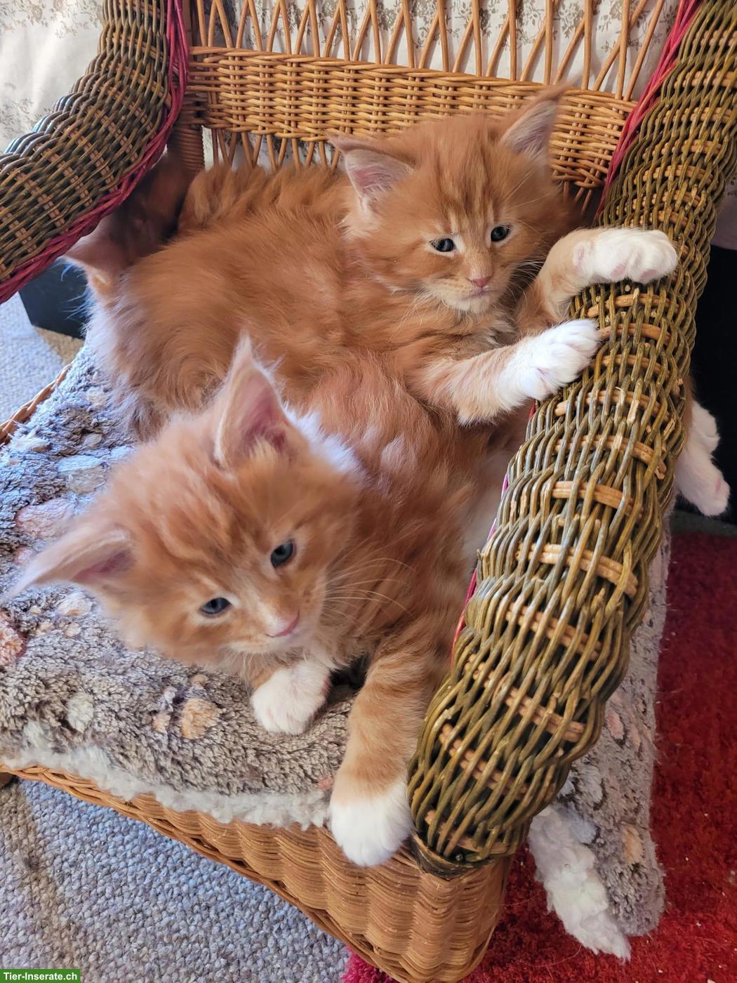 Bild 5: Maine Coon Kitten suchen ihr neues Zuhause