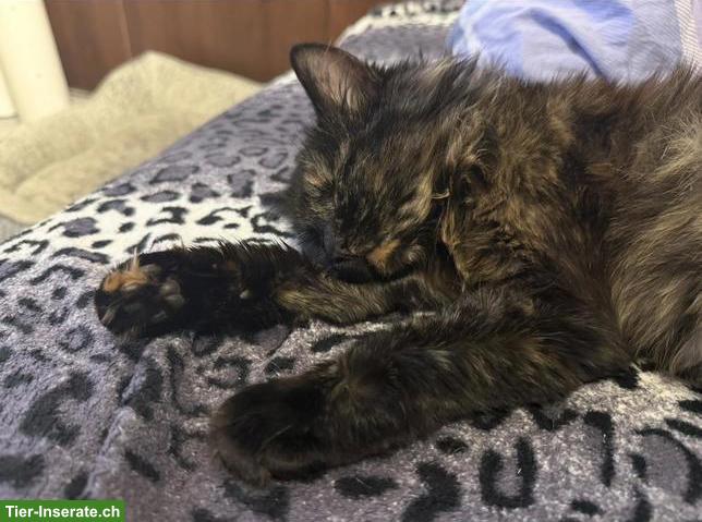 Katzen Mama sucht junges Büsi