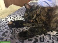 Katzen Mama sucht junges Büsi