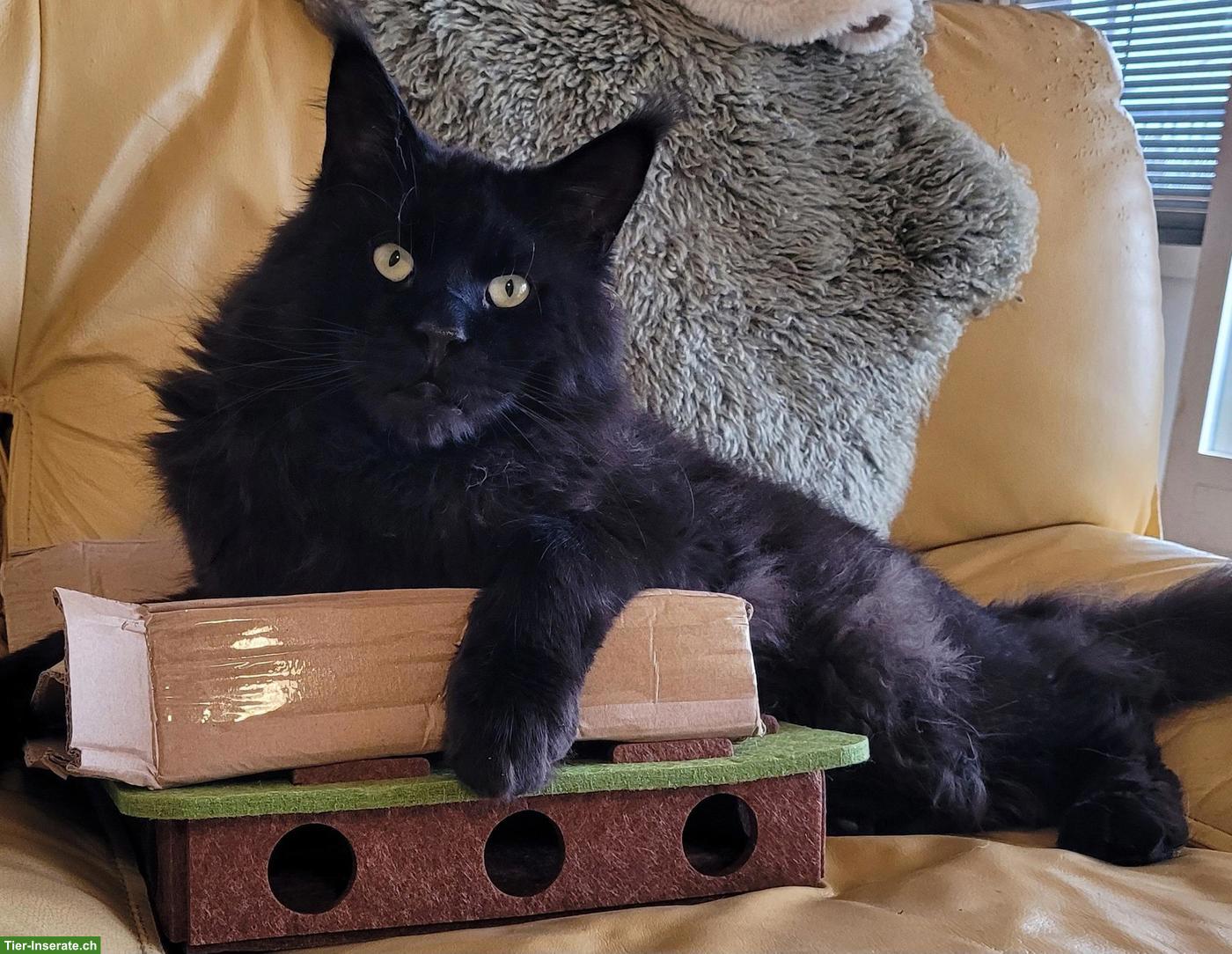 Schöner Maine Coon Kater mit Stammbaum sucht sein Zuhause