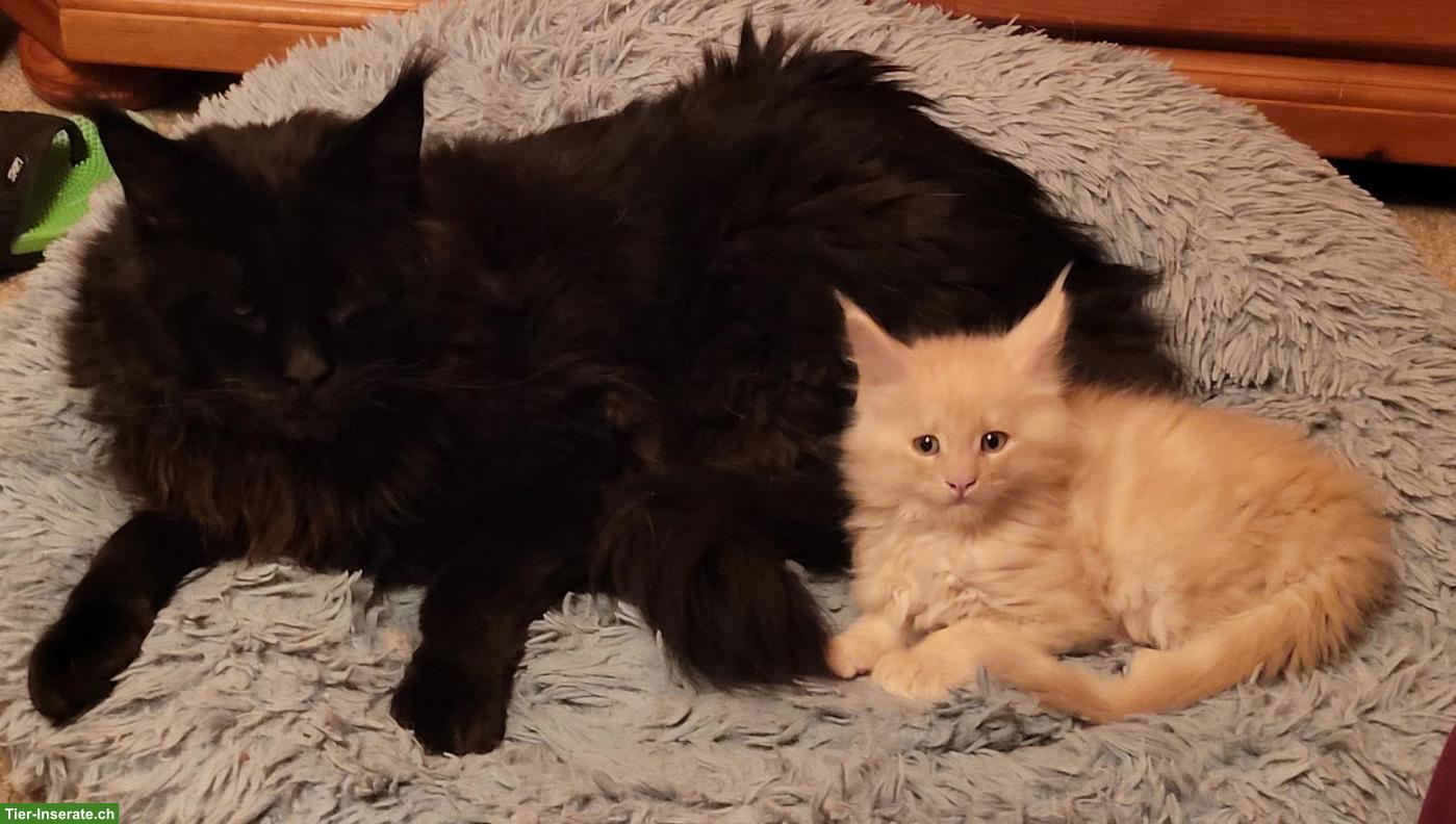 Bild 2: Schöner Maine Coon Kater mit Stammbaum sucht sein Zuhause