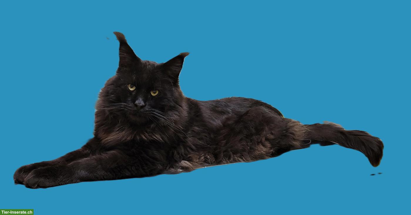 Bild 3: Schöner Maine Coon Kater mit Stammbaum sucht sein Zuhause