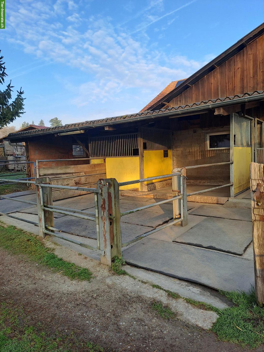 Bild 2: Freilaufboxe zu vermieten in Jegenstorf BE