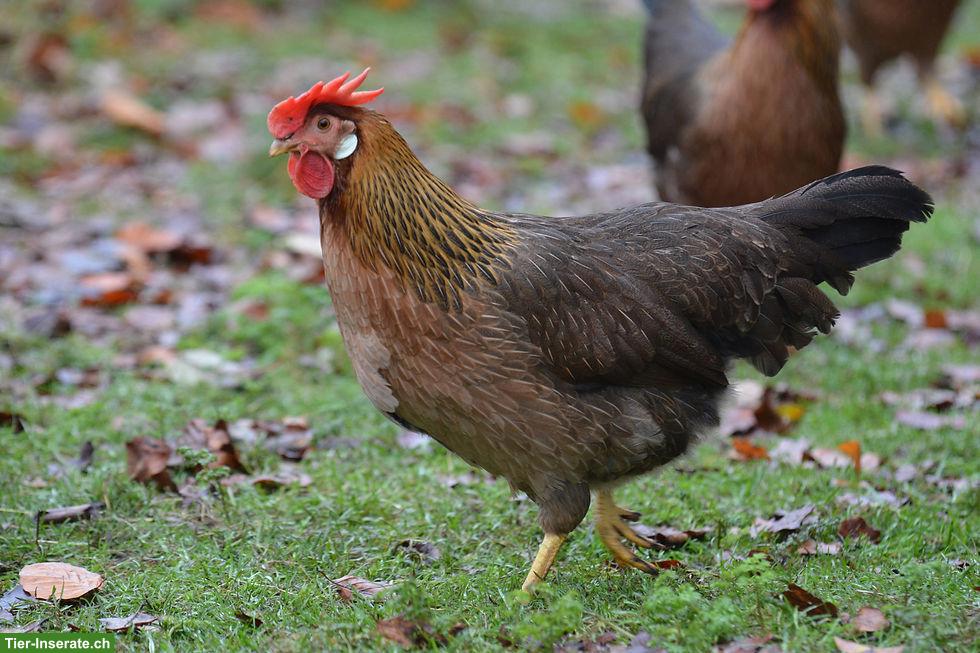 Bild 4: Wunderschöne Hühner abzugeben, diverse Rassen