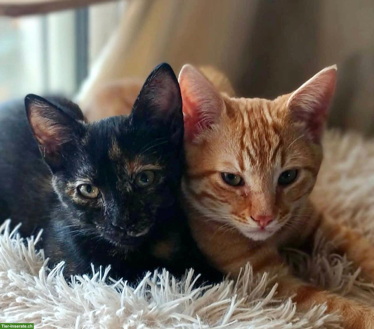Roulis & Tarta - 2 Katzen Seelen, die nur zusammen glücklich sind