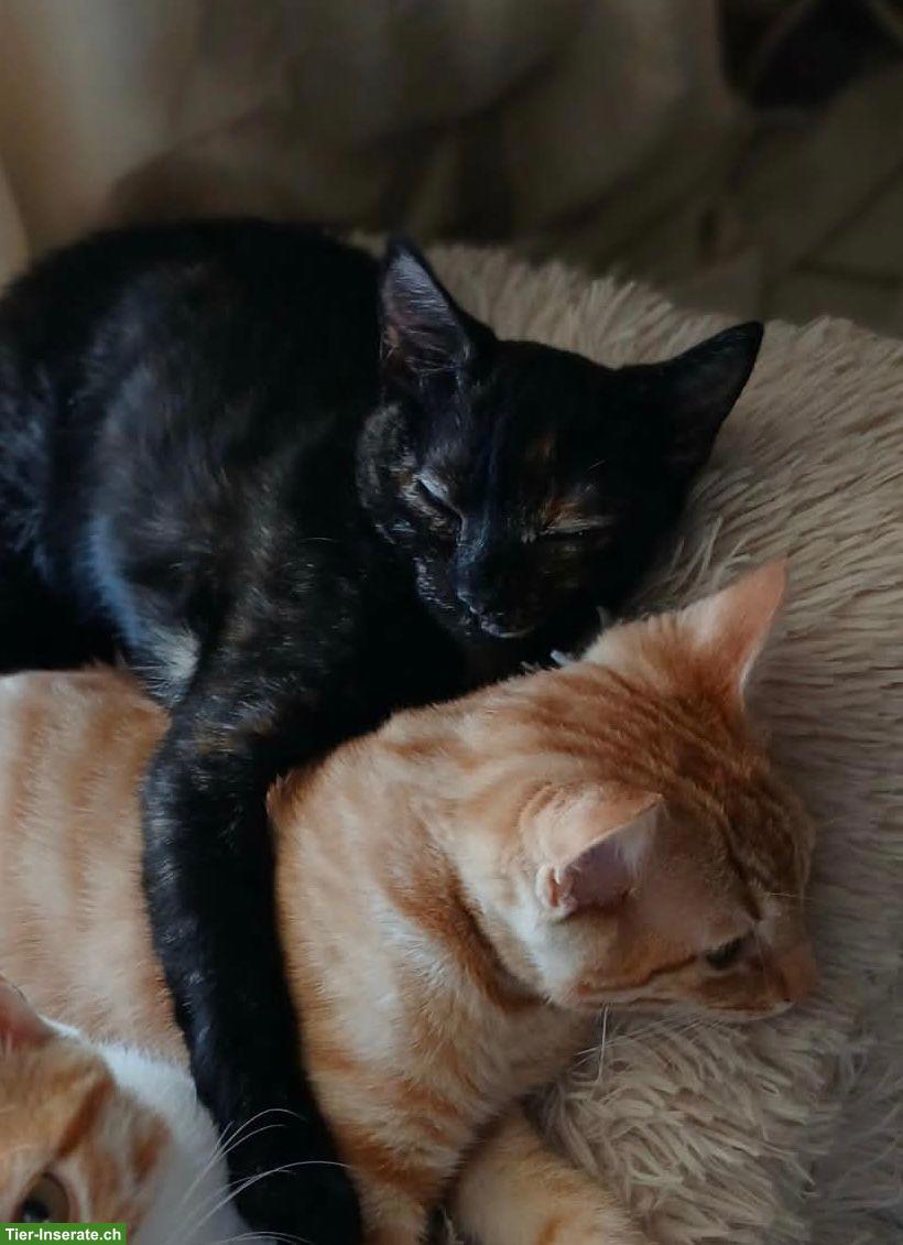 Bild 4: Roulis & Tarta - 2 Katzen Seelen, die nur zusammen glücklich sind