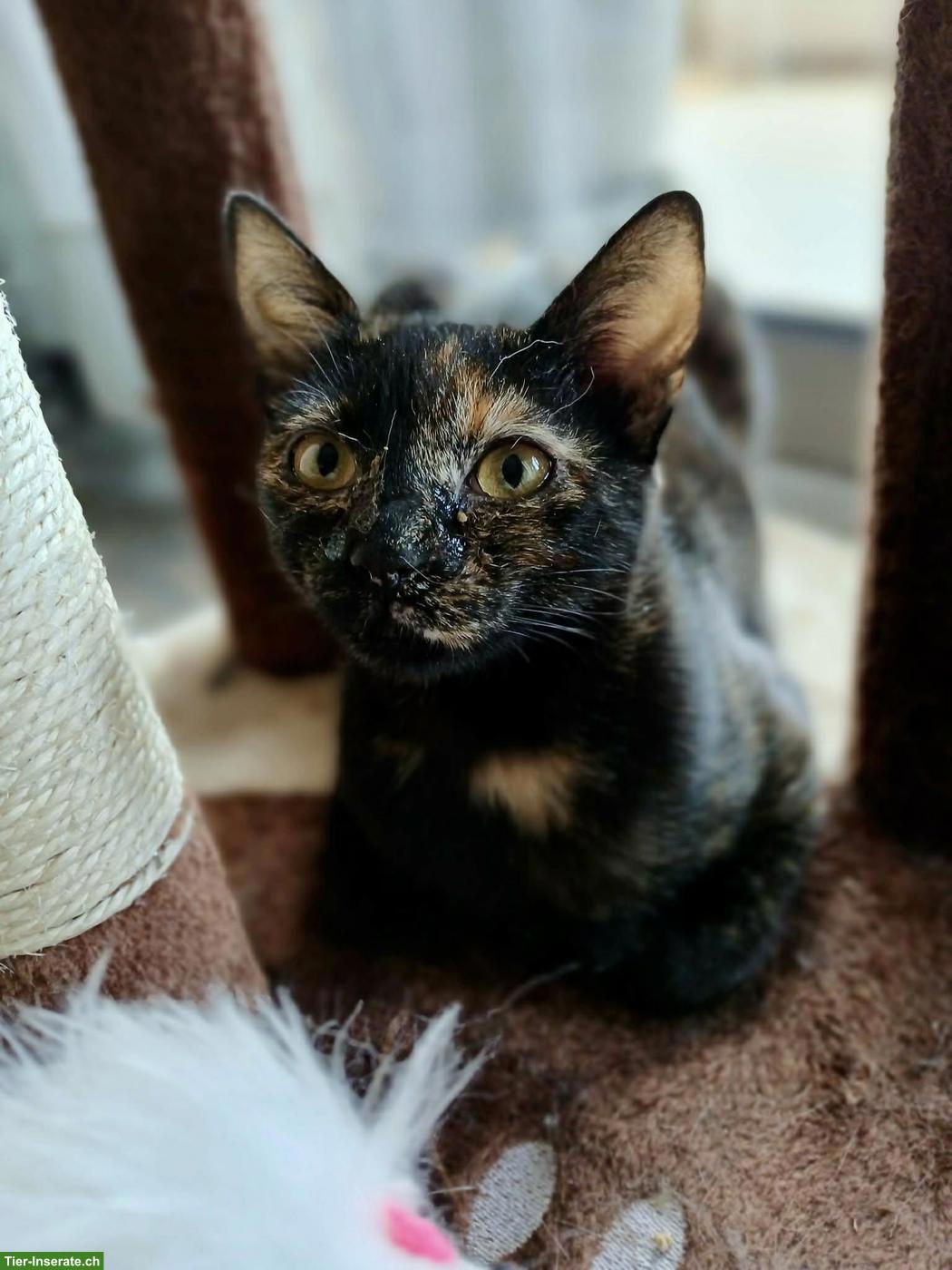 Bild 6: Roulis & Tarta - 2 Katzen Seelen, die nur zusammen glücklich sind