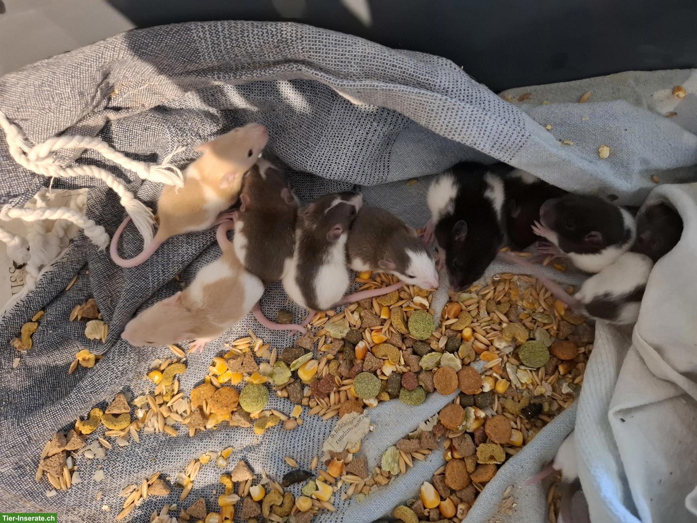 Rattenbabys (Farbratten) & ältere Männchen zu verkaufen