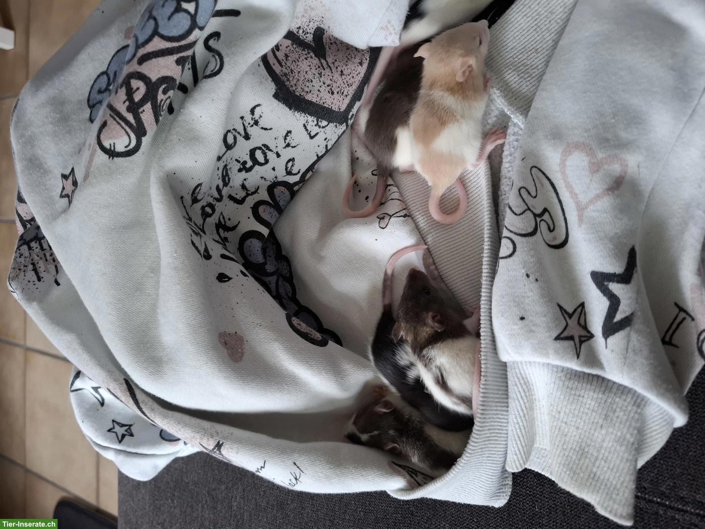 Bild 3: Rattenbabys (Farbratten) & ältere Männchen zu verkaufen