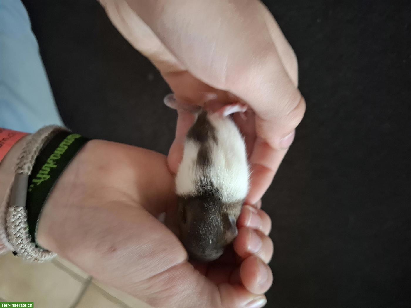 Bild 5: Rattenbabys (Farbratten) & ältere Männchen zu verkaufen