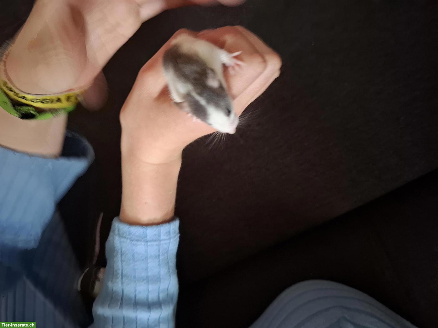Bild 6: Rattenbabys (Farbratten) & ältere Männchen zu verkaufen