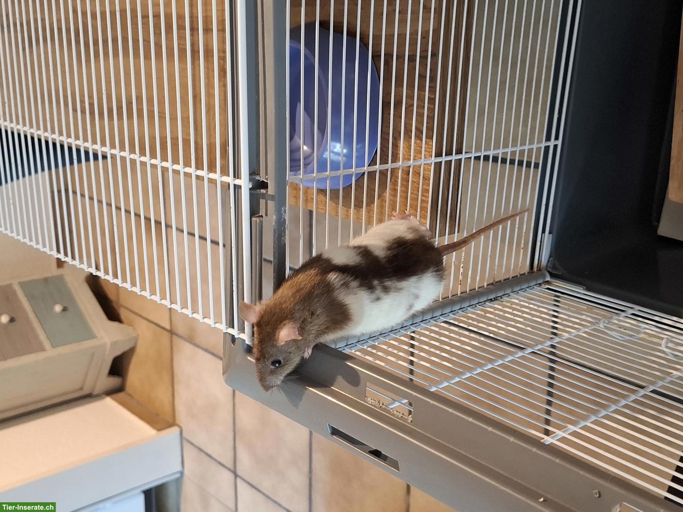 Bild 8: Rattenbabys (Farbratten) & ältere Männchen zu verkaufen
