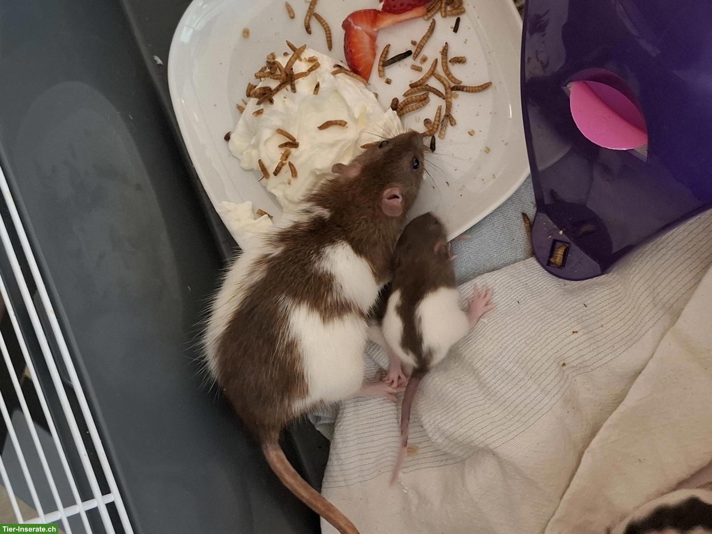 Bild 9: Rattenbabys (Farbratten) & ältere Männchen zu verkaufen