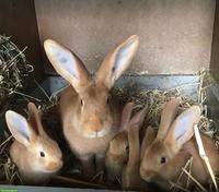 Burgunder Kaninchen (reinrassig) aus langjähriger Zucht
