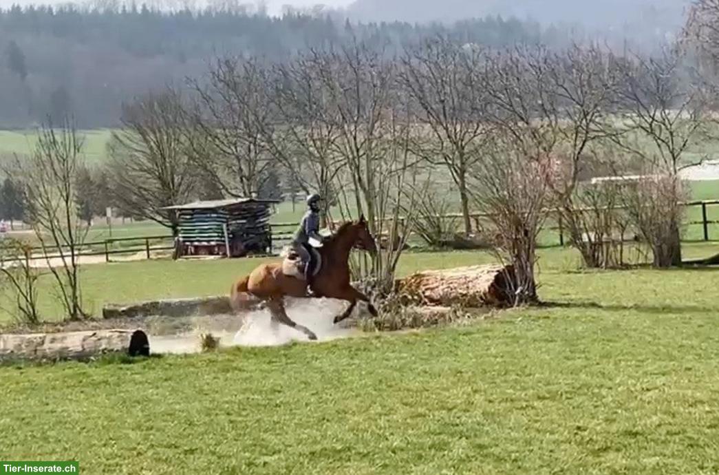 Bild 3: Reiterin sucht Pferd zur Reitbeteiligung im Umkreis Winterthur Töss