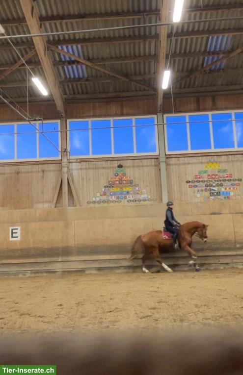 Bild 4: Reiterin sucht Pferd zur Reitbeteiligung im Umkreis Winterthur Töss