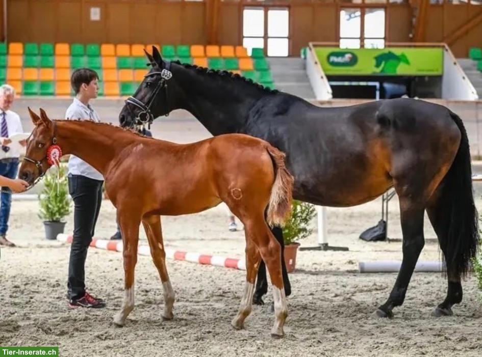 Bild 5: Reiterin sucht Pferd zur Reitbeteiligung im Umkreis Winterthur Töss