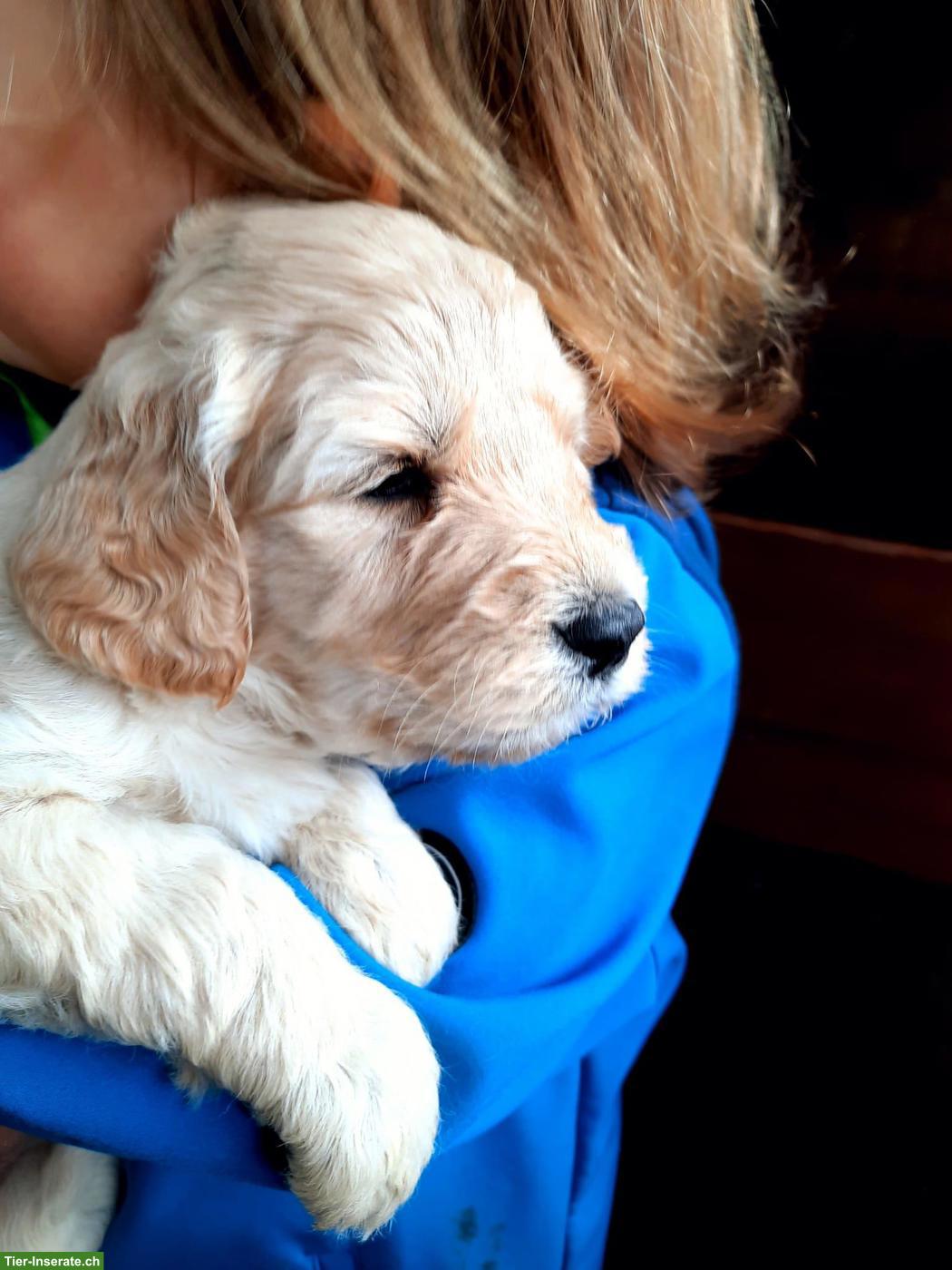 Goldendoodle Welpen, Rüden und Hündinnen
