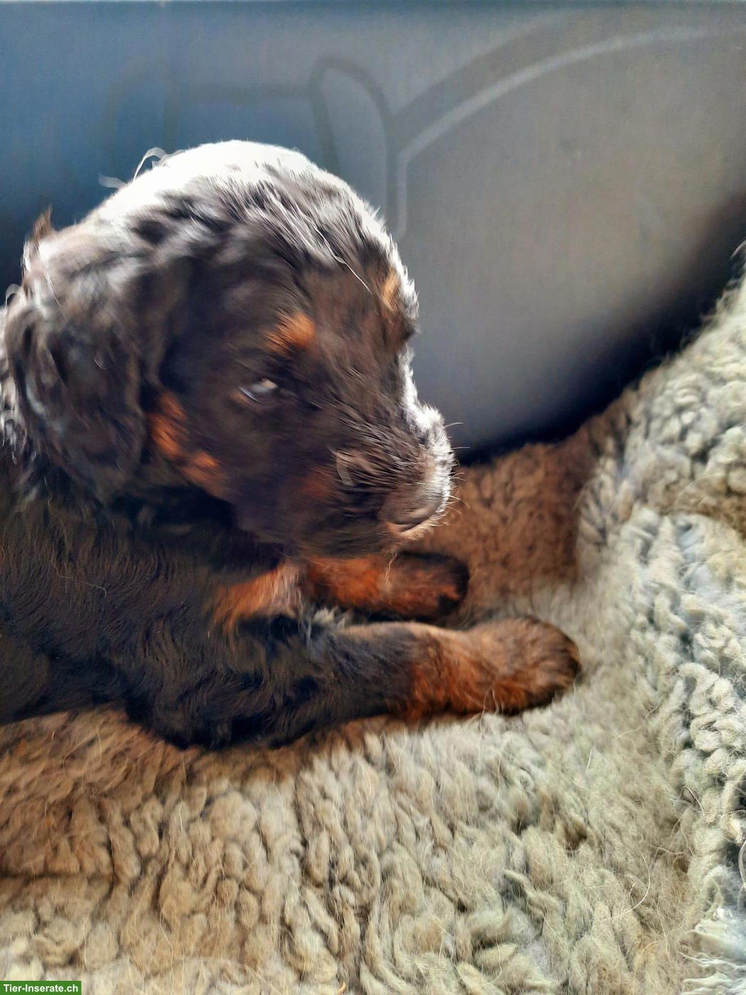 Bild 2: Goldendoodle Welpen, Rüden und Hündinnen