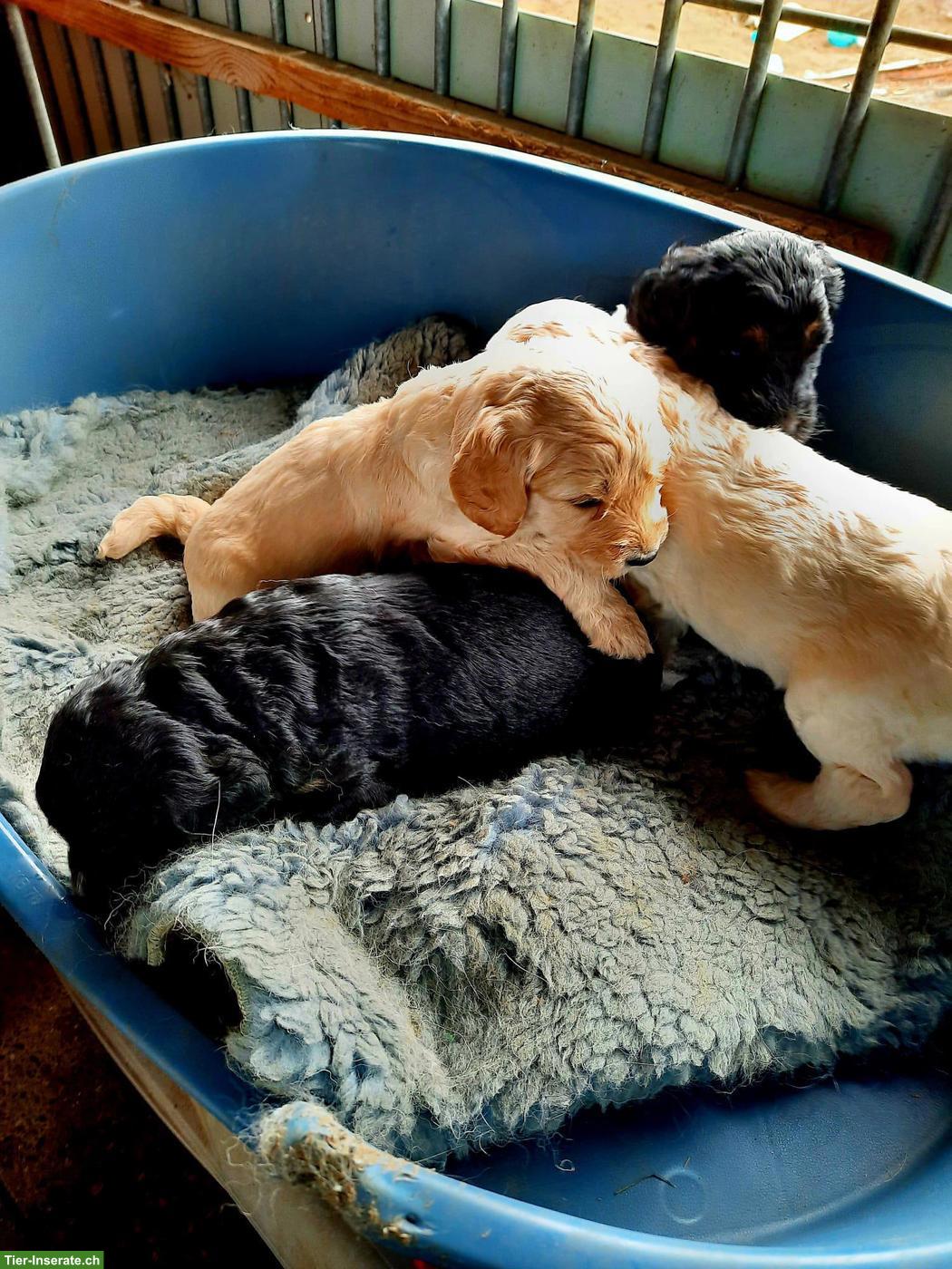 Bild 3: Goldendoodle Welpen, Rüden und Hündinnen