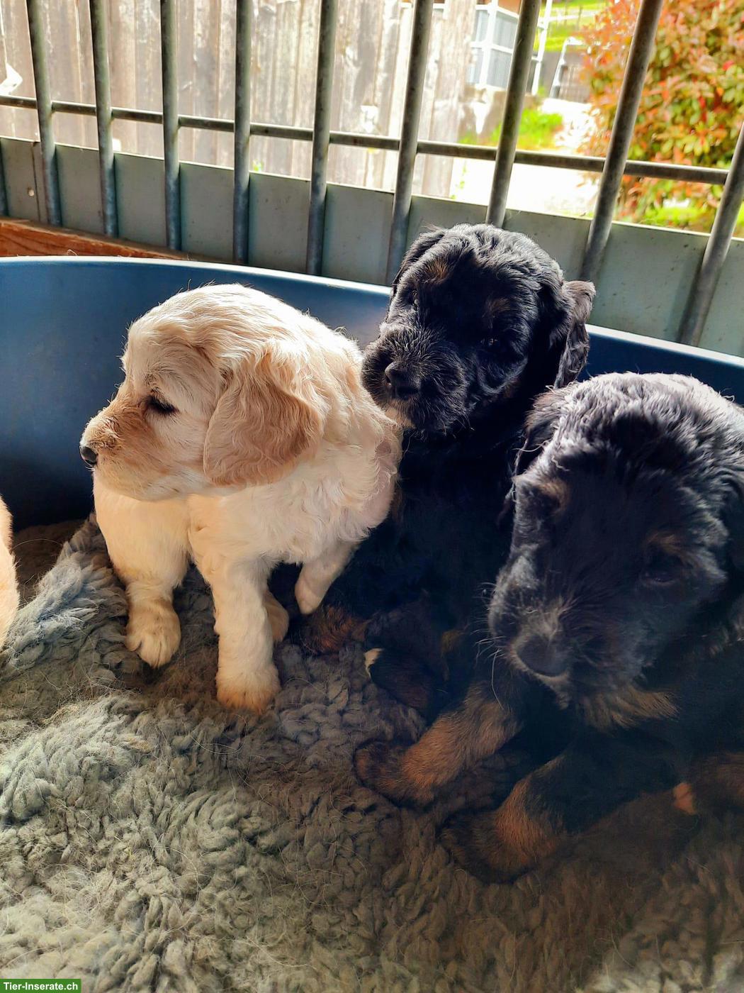 Bild 4: Goldendoodle Welpen, Rüden und Hündinnen