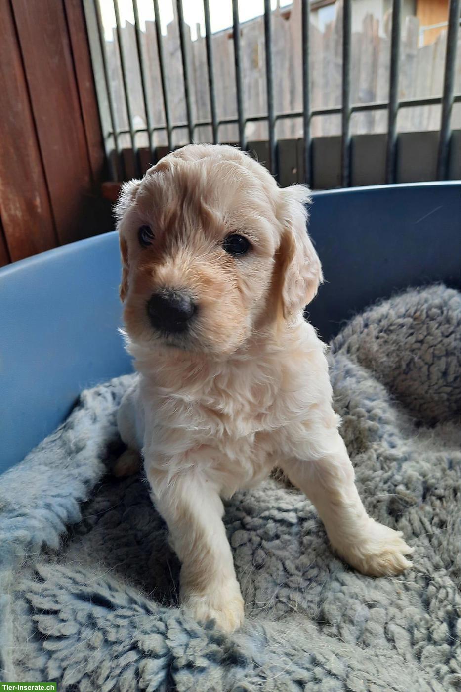 Bild 5: Goldendoodle Welpen, Rüden und Hündinnen