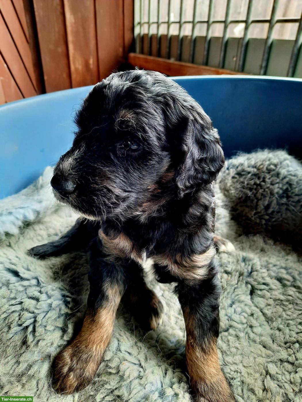 Bild 6: Goldendoodle Welpen, Rüden und Hündinnen