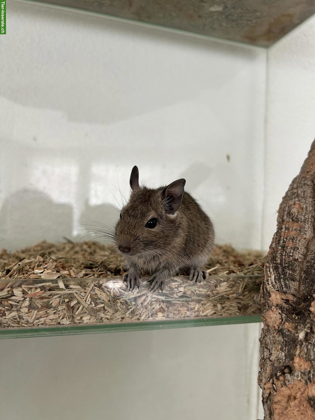 2 Degu Jungtiere abzugeben