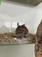 2 Degu Jungtiere abzugeben