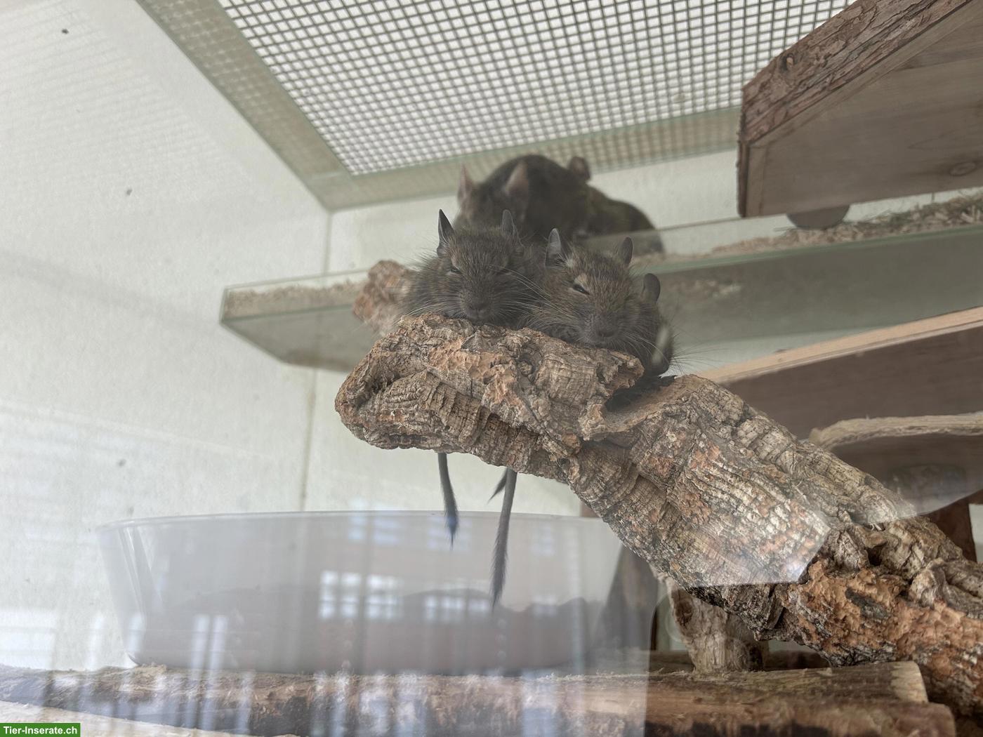 Bild 2: 2 Degu Jungtiere abzugeben