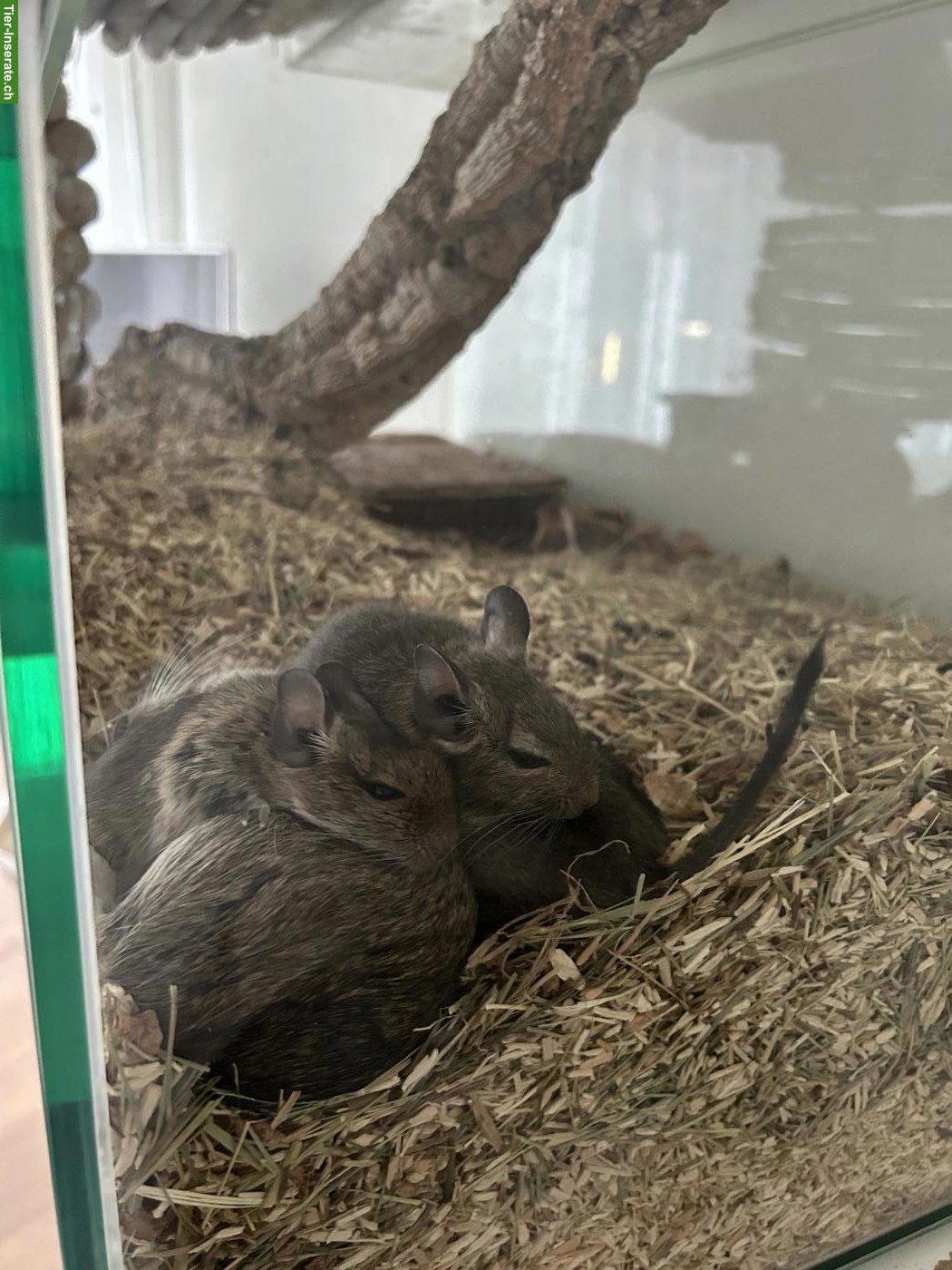 Bild 3: 2 Degu Jungtiere abzugeben
