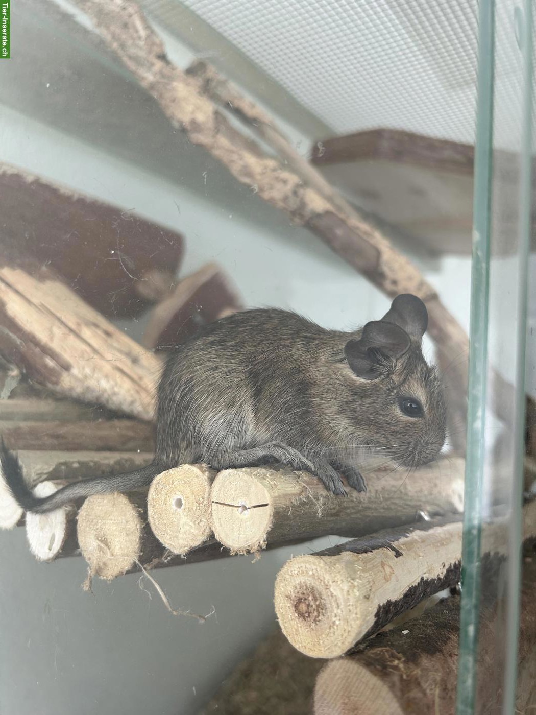 Bild 4: 2 Degu Jungtiere abzugeben