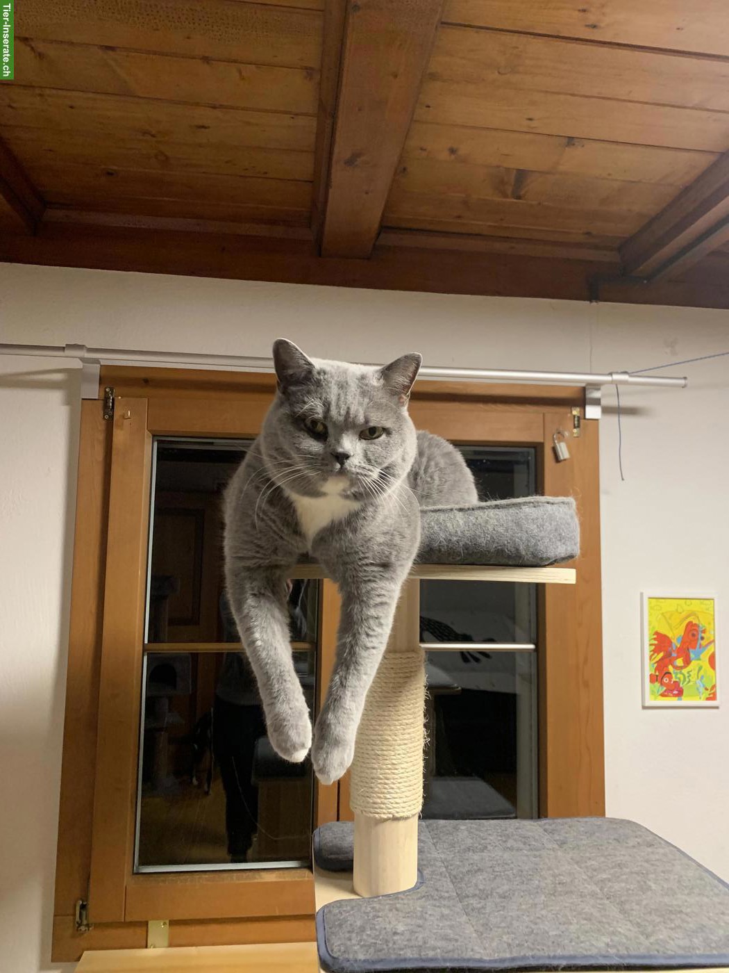 4-jähriger BKH Kater, kastriert