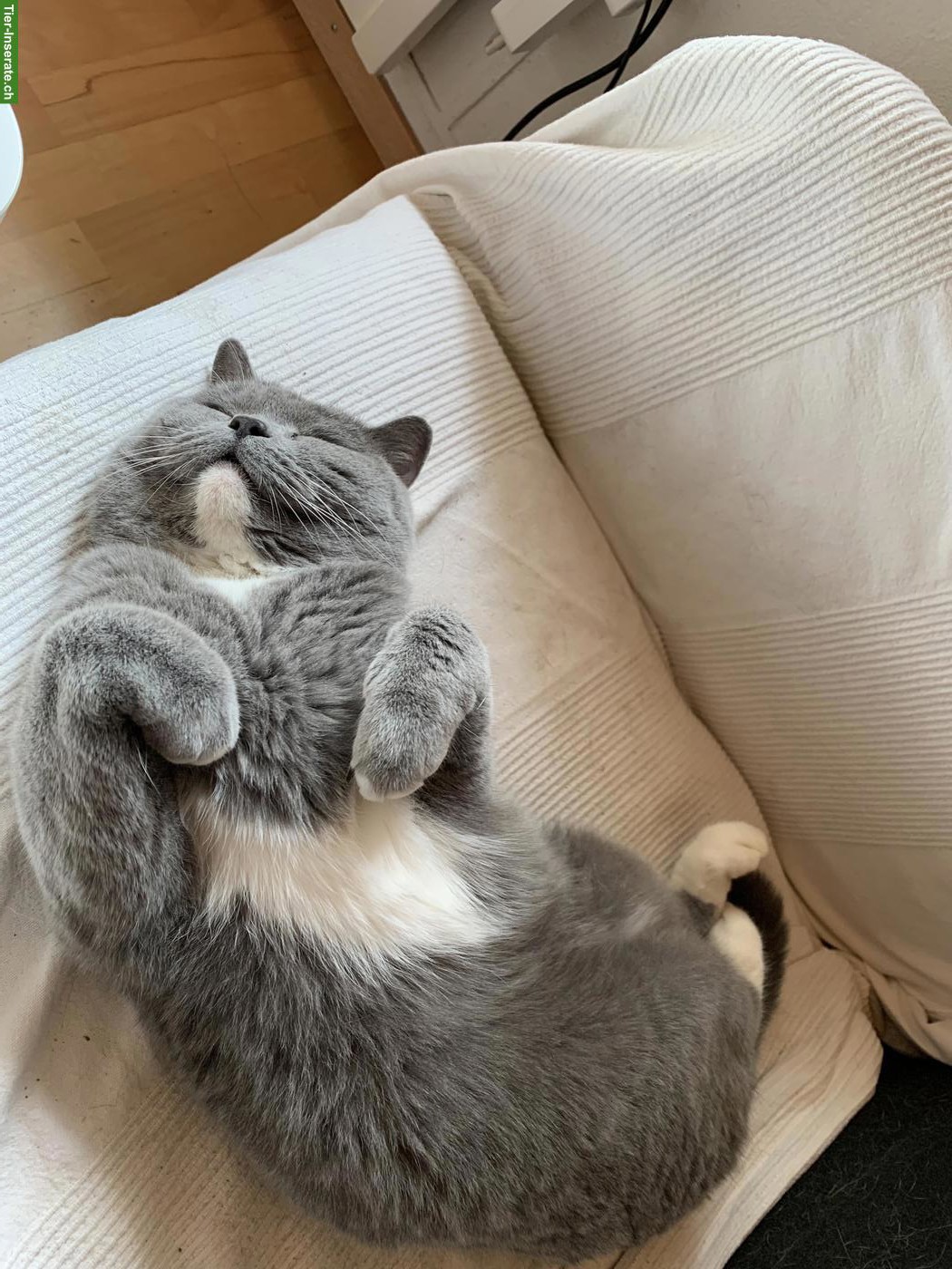 Bild 2: 4-jähriger BKH Kater, kastriert