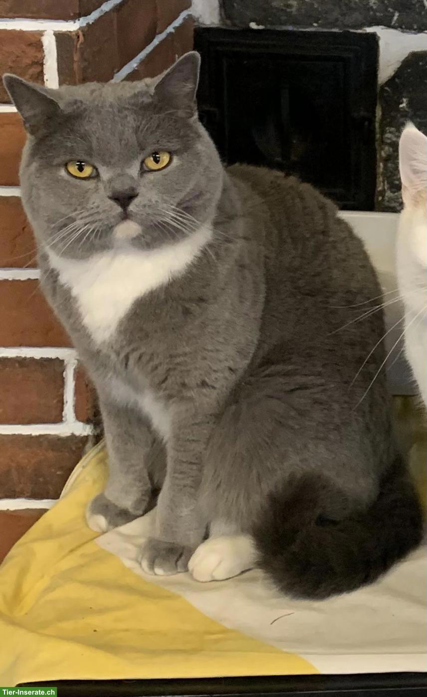 Bild 3: 4-jähriger BKH Kater, kastriert