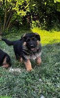 Deutscher Schäferhund Welpe, Hündin