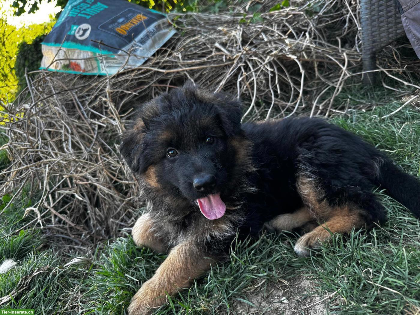 Bild 2: Deutscher Schäferhund Welpe, Hündin