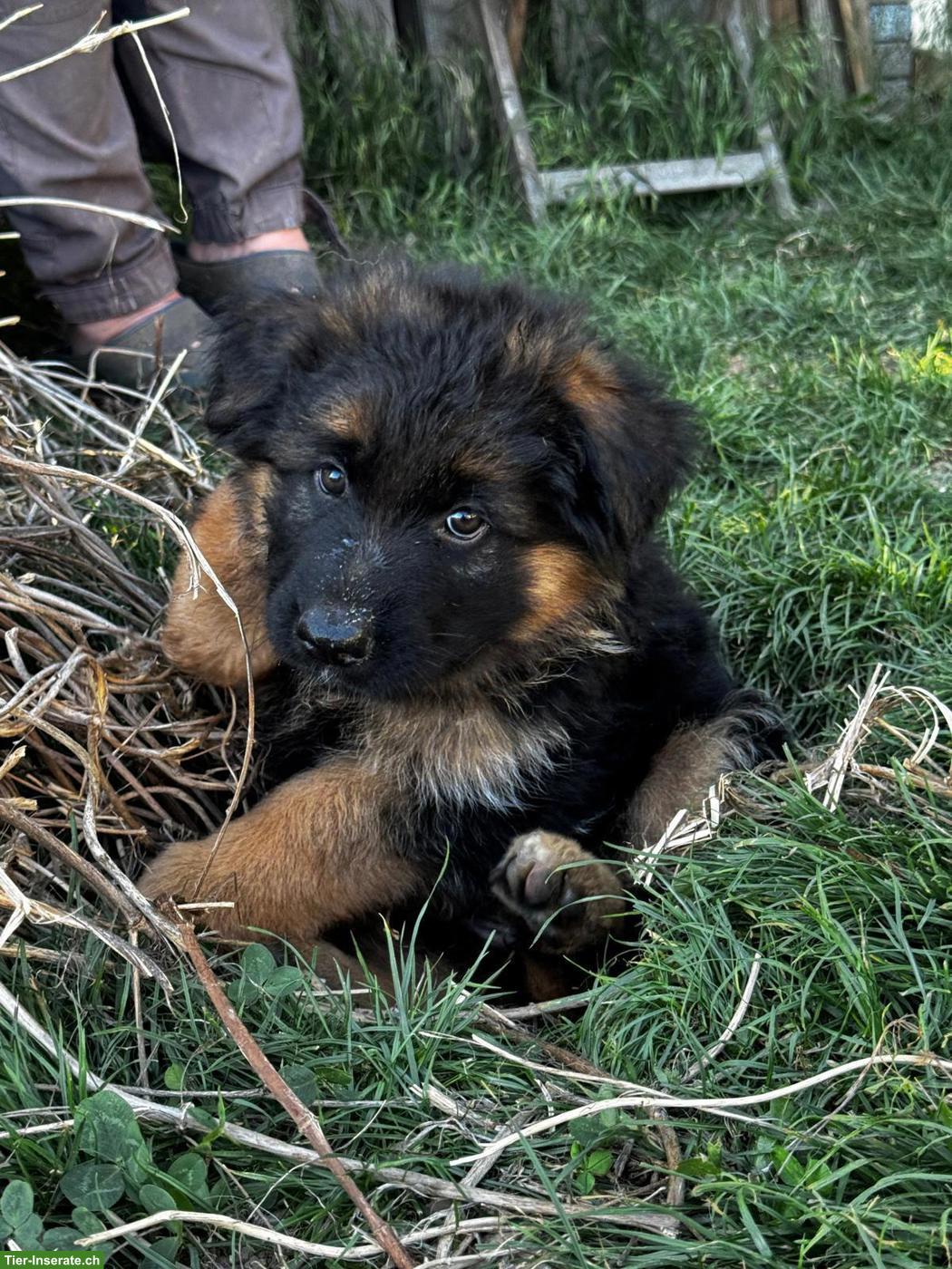 Bild 3: Deutscher Schäferhund Welpe, Hündin