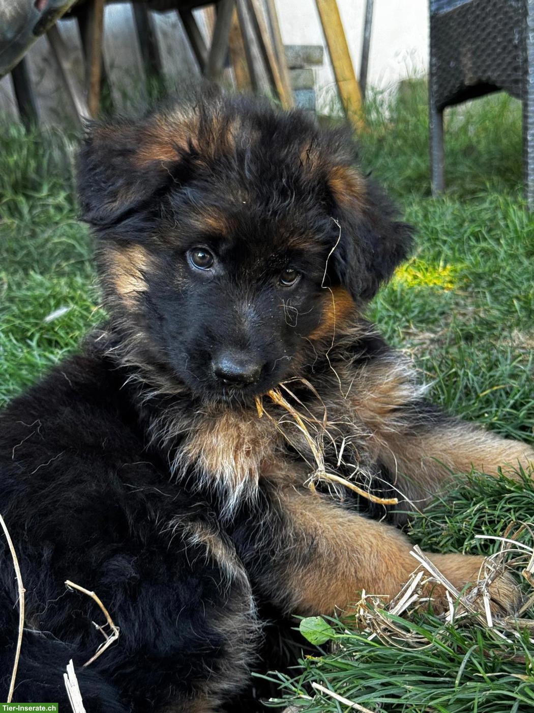Bild 4: Deutscher Schäferhund Welpe, Hündin