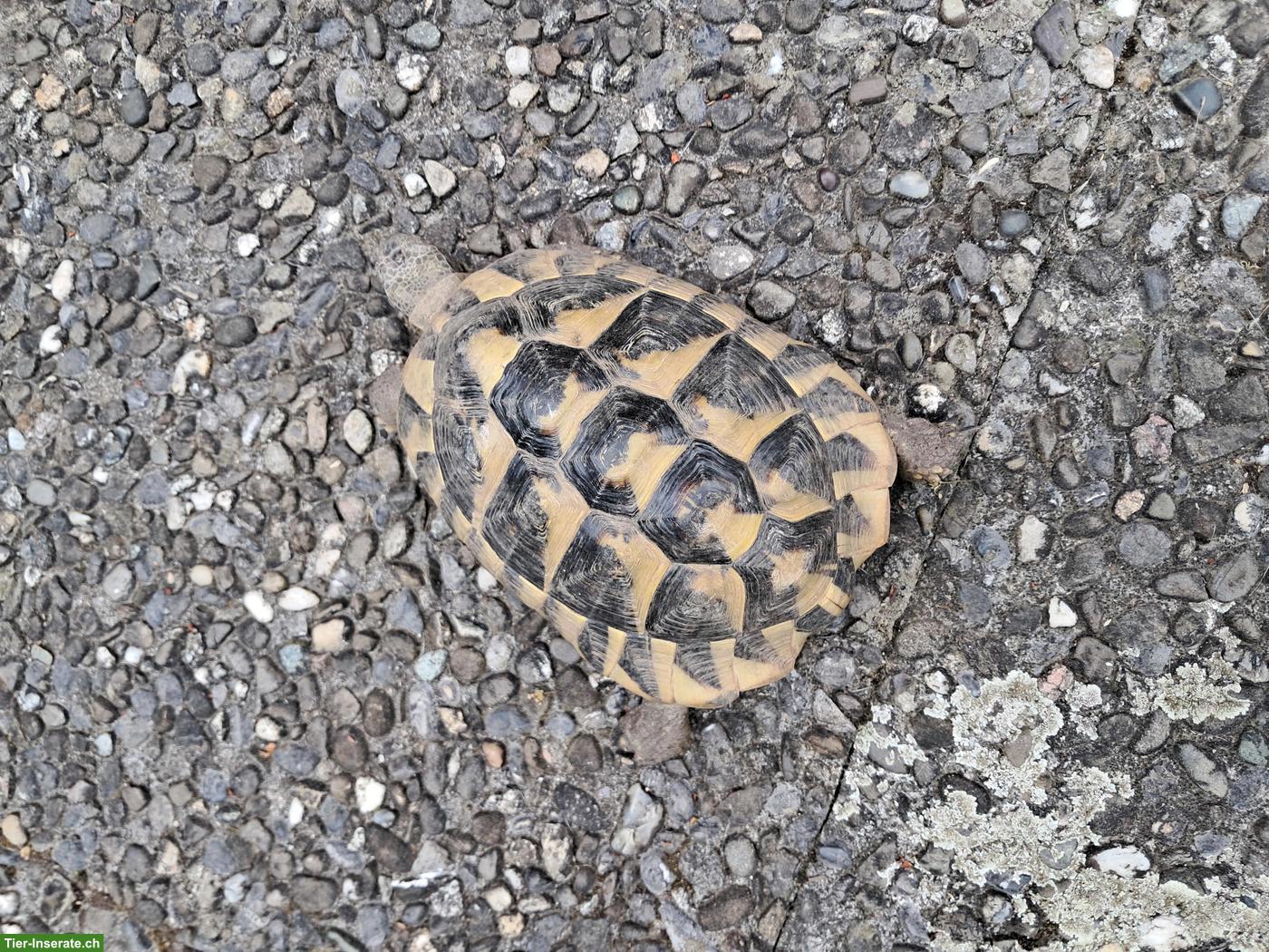 Griechische Landschildkröten Männchen zu verkaufen