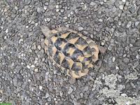 Griechische Landschildkröten Männchen zu verkaufen