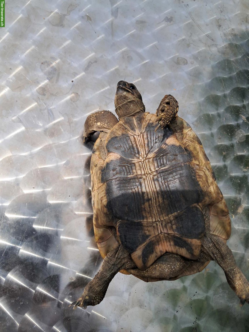 Bild 2: Griechische Landschildkröten Männchen zu verkaufen