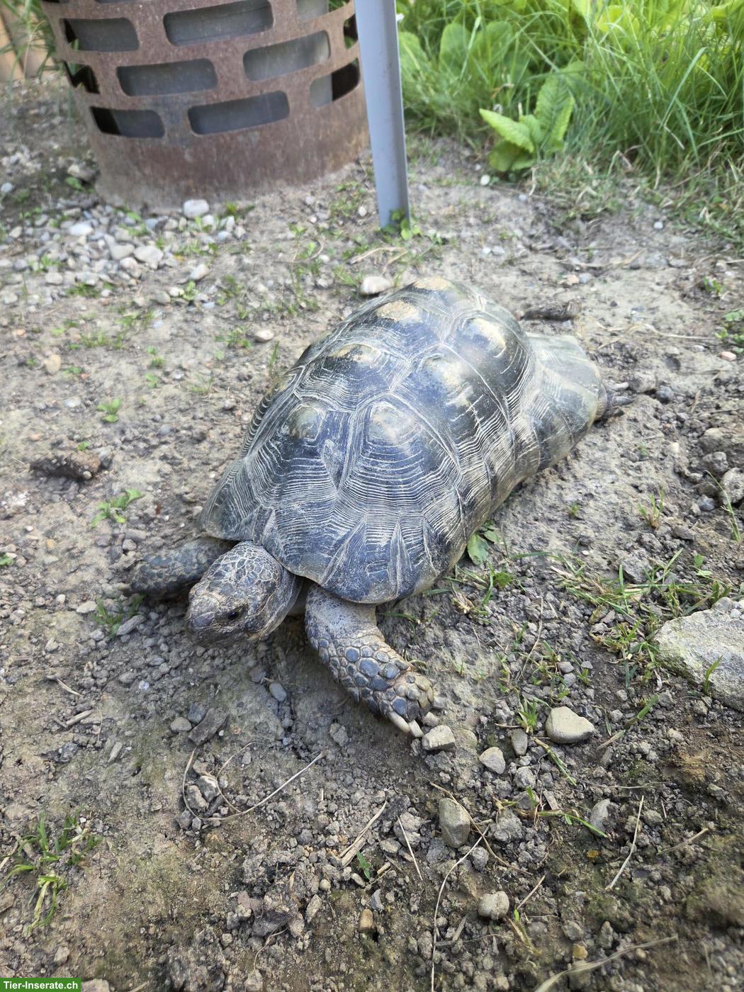 Breitrandschildkröte Männchen sucht neue Gruppe