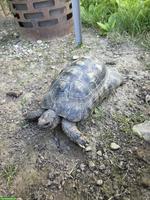 Breitrandschildkröte Männchen sucht neue Gruppe