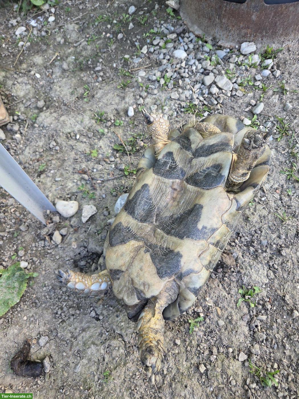 Bild 2: Breitrandschildkröte Männchen sucht neue Gruppe