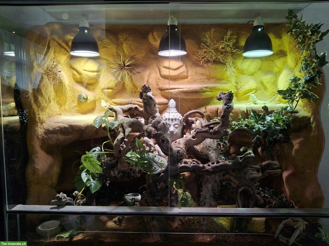 Zwergbartagame mit Terrarium & Unterschrank