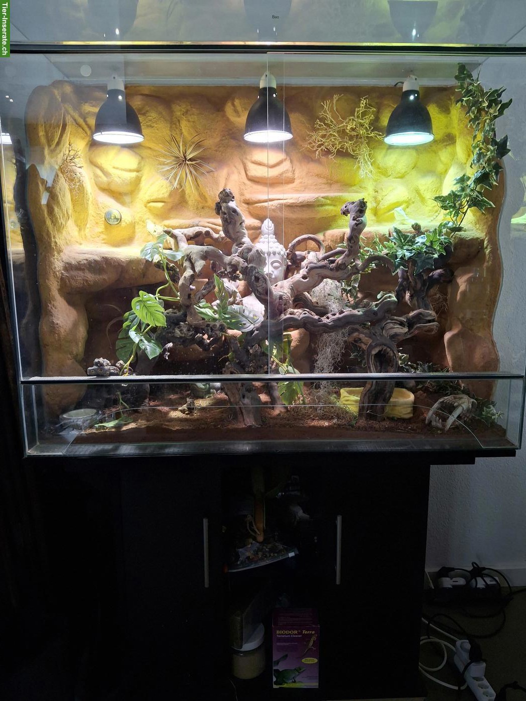 Bild 2: Zwergbartagame mit Terrarium & Unterschrank
