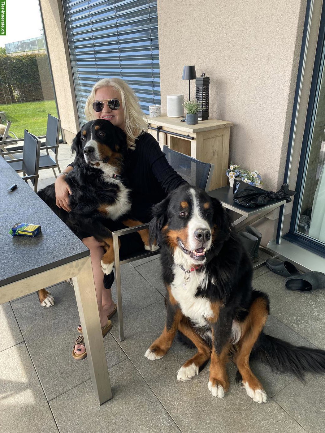 Wurfankündigung | Berner Sennenhund Welpen