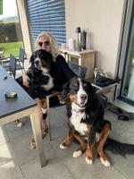 Wurfankündigung | Berner Sennenhund Welpen